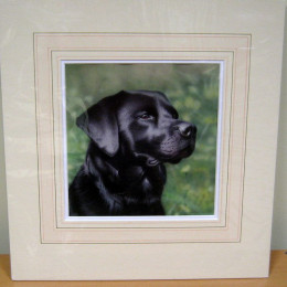 Black Labrador Head Study - Original - Dark Wood Framed