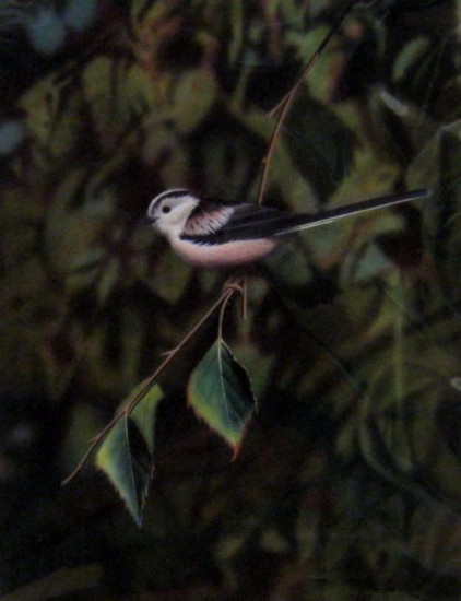 Long-Tailed Tit - Original