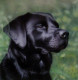 Black Labrador Head Study - Original - Mounted