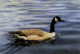 Study Of A Canada Goose - Original - Mounted