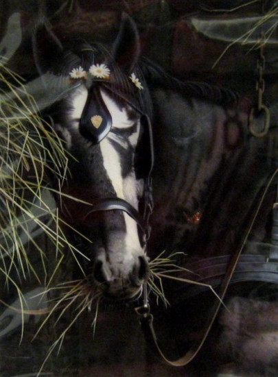 Study Of A Horse - Original