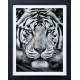 The Silent Warrior - Canvas - Limited Edition - Black Framed