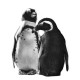 Just The Two Of Us - Penguins - Mounted