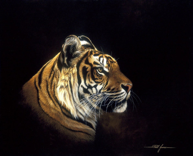 Tiger Profile 