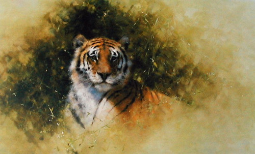 Working Sketch For A Painting Of A Tiger by David Shepherd