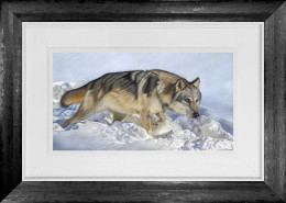 Arctic Wolf - Original - Framed