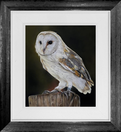 Barn Owl - Original - Framed