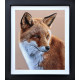 Curious Fox - Original - Black Framed