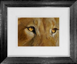 Golden Gaze - Original - Framed