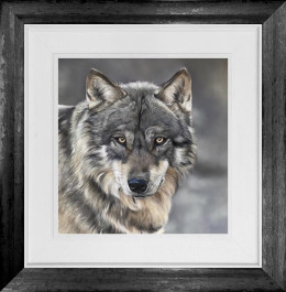 Grey Wolf - Original - Framed