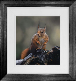 Inquisitive Squirrel - Original - Framed