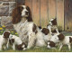 Dad's Army - Springer Spaniels - Original - Framed