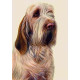 Just Dogs - Orange Roan Italian Spinone - Original - Framed