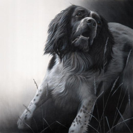 Field Sports - Springer Spaniel - Canvas - Box Canvas