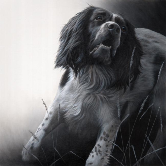 Field Sports - Springer Spaniel - Canvas