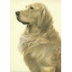 Just Dogs - Golden Retriever - Dark Wood Framed