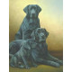 Generations - Black Labradors - Print