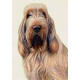 Just Dogs - White & Orange Italian Spinone - Original - Framed