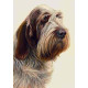 Just Dogs - Brown Roan Italian Spinone - Original - Framed