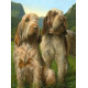 Latin Spirit - Spinone - Print