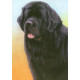 Just Dogs - Black Newfoundland - Original - Framed