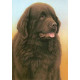 Just Dogs - Brown Newfoundland - Original - Framed