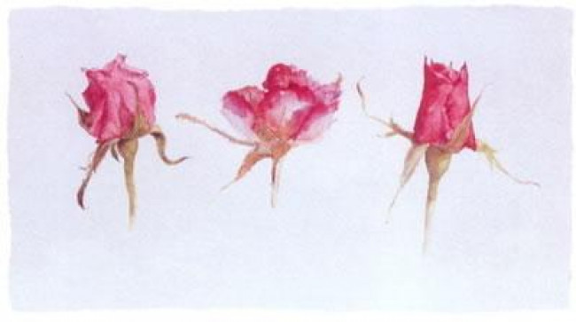 Rose Bud Trio - Mounted